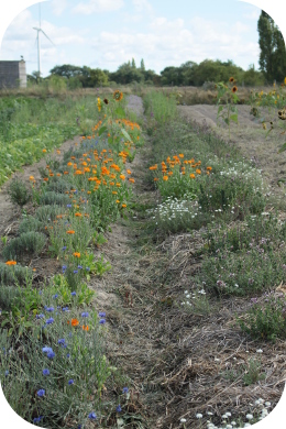 Deux buttes de plantes aromatiques et médicinales